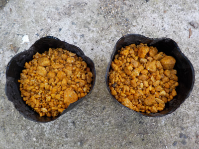 鳶ヶ巣城址に生えている赤松の種