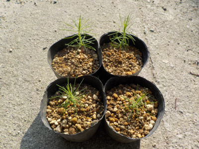 赤松の実生を植え替え