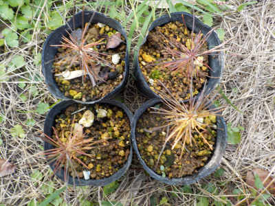 赤松の苗が茶色くなりました。Red pine that has turned brown