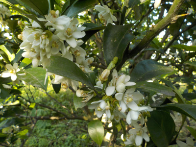みかんの種類別花の違い。