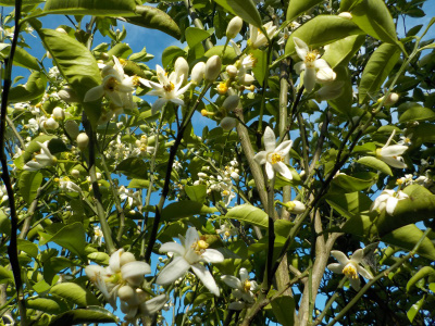 みかんの種類別花の違い。