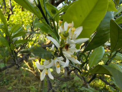 みかんの種類別花の違い。