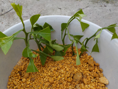 みかん（スイートスプリング）の挿し木