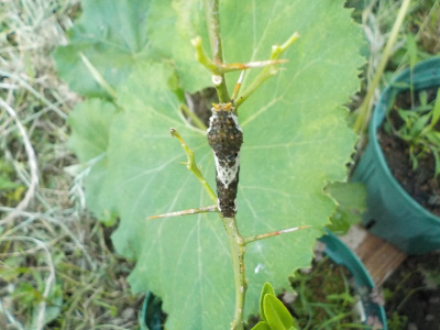 実生みかんの害虫