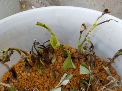 枯れたミカンの挿し木