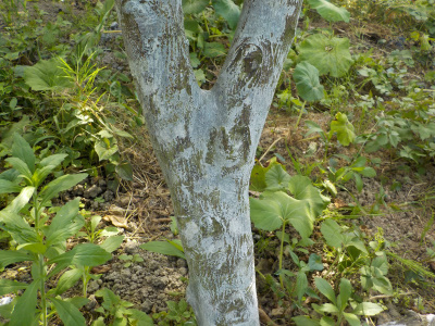 ミカンにガットサイドSを塗る。