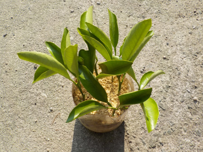 ペットボトルでスイートスプリングの挿し木