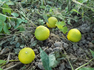 小さいみかんがポトポト落ちてる。