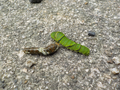実生の幼苗を食べる幼虫達。