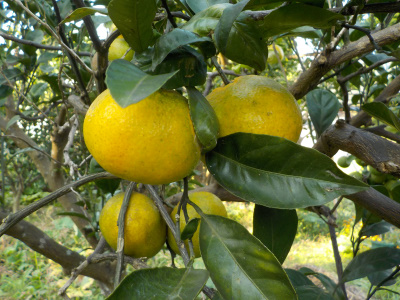 温州ミカンが黄色くなってきました。