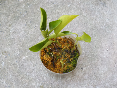 ミカンの挿し木の現状です。