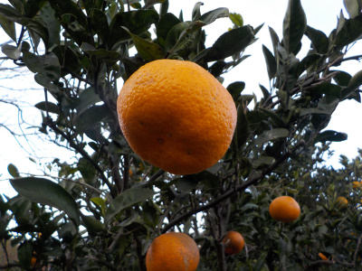 巨大な温州ミカンの収獲。