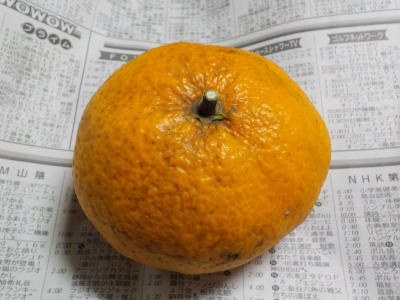 巨大な温州ミカンの収獲。