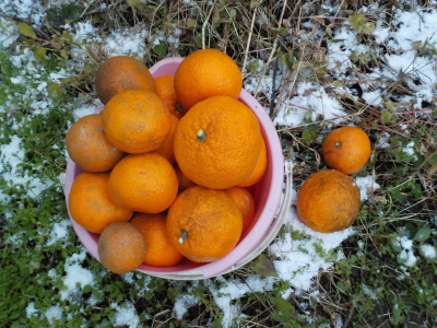 木に残っていた温州みかんを全部収獲。