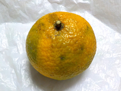 まだ少し青いですが、スイートスプリングを食べました。