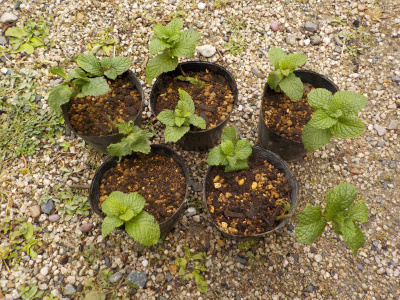 ミントの挿し木が成功しました。