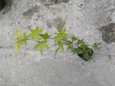 モミジの植え替え