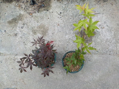 モミジの植え替え