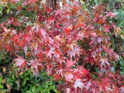 もうちょっとしたらモミジが散るかな。