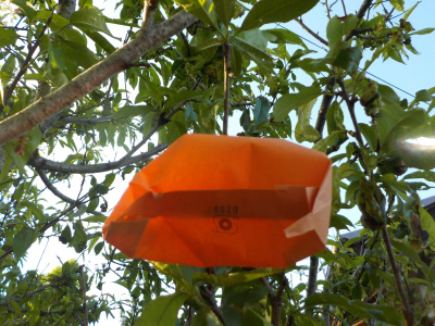 ゴールデンウィークは桃の袋掛け