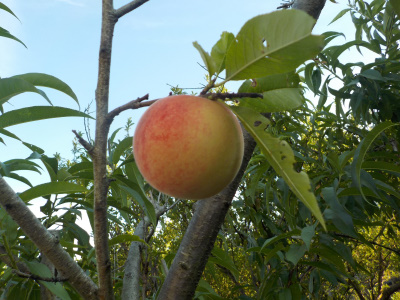 桃が美味しそうな色に変化
