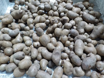 台風前にムカゴを収獲。Chinese yam