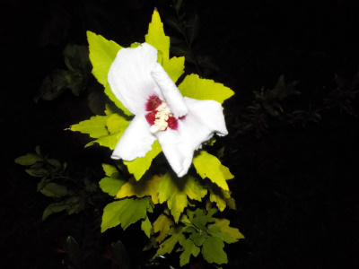 実生のムクゲ It's a rose grown from seeds. Flowers bloomed for the first time.