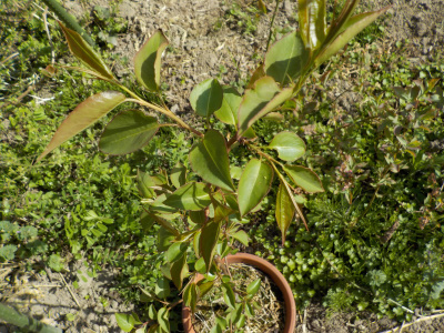梨の花が咲かない。