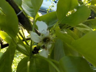 梨の受粉が不成功