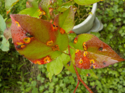 梨の葉っぱはスターウォーズファントムメナスのダース・モール