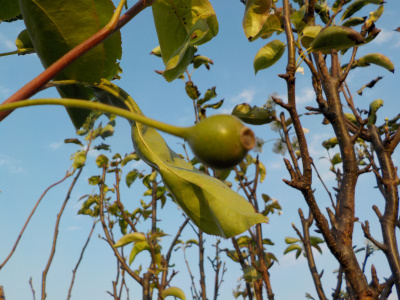 秋ですが、梨の小さい実を見つけました。