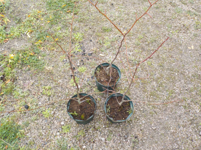 実生の梨苗をスリット鉢に植え替えしました。