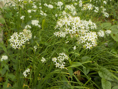 ニラの花畑 chive flower