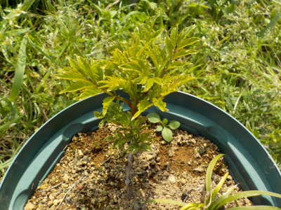 ノウゼンカズラの新芽