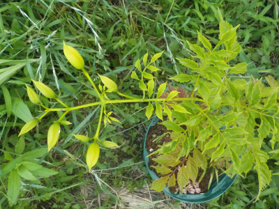 ノウゼンカズラのウツボミ