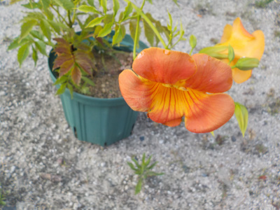 ノウゼンカズラの挿し木からの開花まで