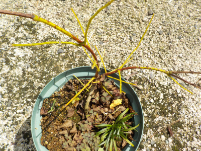 ノウゼンカズラの水切れ　Trumpet vine dropped all leaves due to lack of water