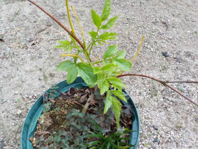 ノウゼンカズラの9月の新芽。new leaves of trumpet vine