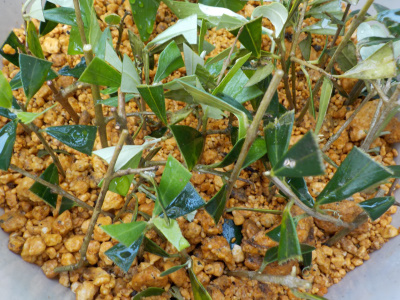 底面給水鉢でオリーブの挿し木