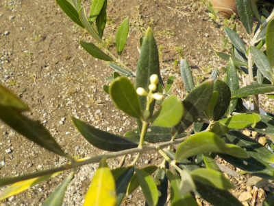 オリーブの蕾を発見