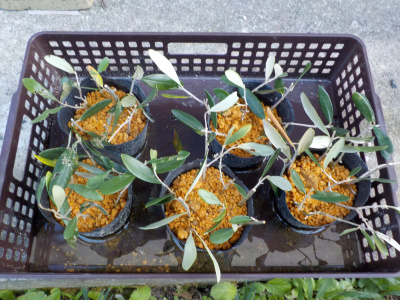 オリーブの挿し木を秋にやりました。