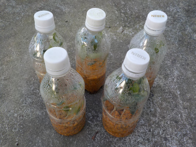 オリーブの挿し木を秋にやりました。