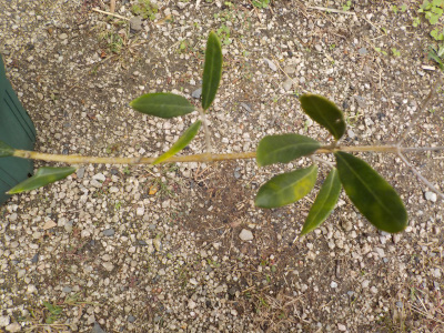 オリーブの実が出来ませんでした。Olive trees can't bear fruit