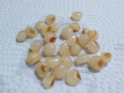 オモトのタネは乳歯みたい。