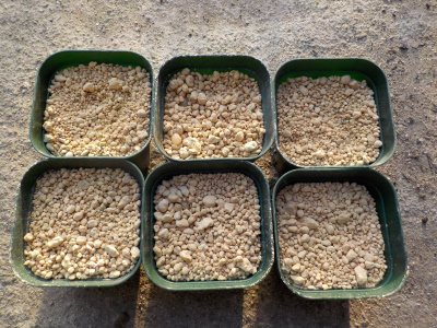 オモトのタネまき