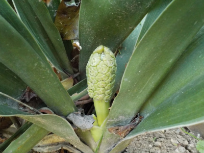 オモトの白いツボミ