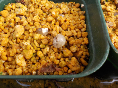 オモトの種がうきあがる。