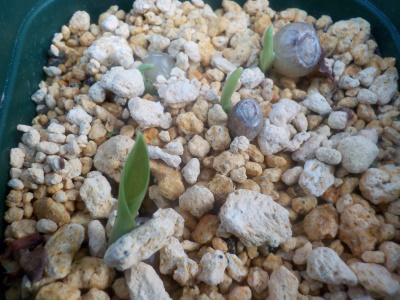 オモトの発芽は6月中旬