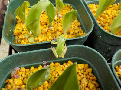 実生オモトの苗と蛙