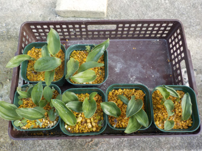 実生オモトは数が多いので植替えが面倒